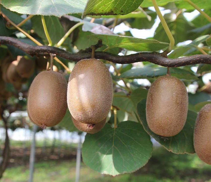 Actinidia hybrid 'Zakarpacie'